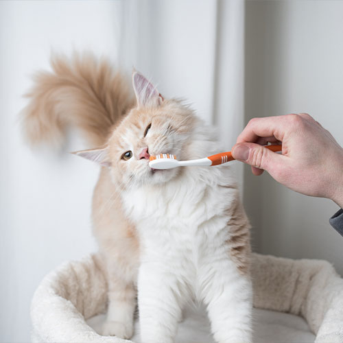 Cat and dog teeth cleaning in Skowhegan, ME.