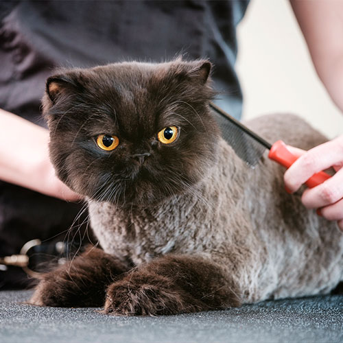 Cat and dog grooming in Skowhegan, ME.