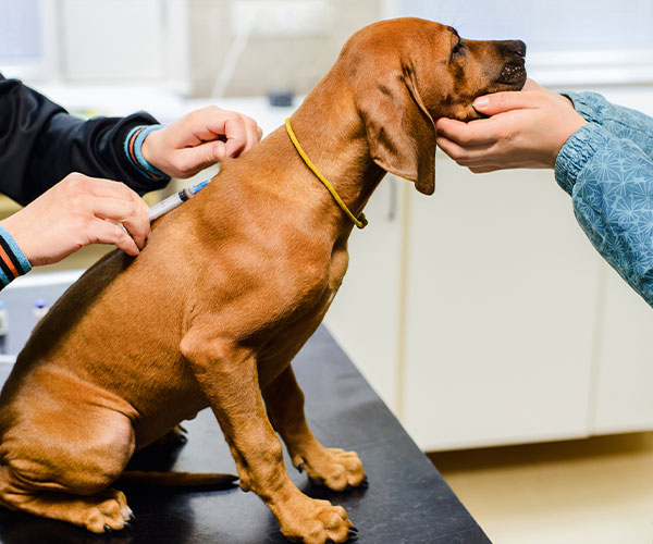 Dog Vaccinations in Skowhegan, ME