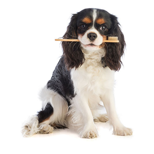 dog with toothbrush