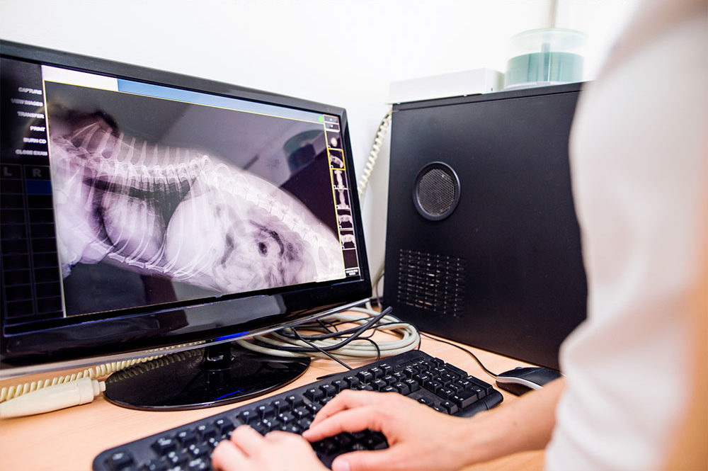 Dog ultrasound in Skowhegan, ME.