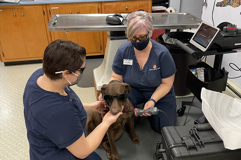 dog getting laser therapy